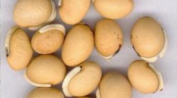 Долихос - гиацинтовые бобы: выращивание, уход, применение