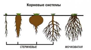 Название видоизменения корня особенности строения примеры растений