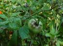 Фитофтора (фитофтороз) на помидорах — как бороться с грибком и победить