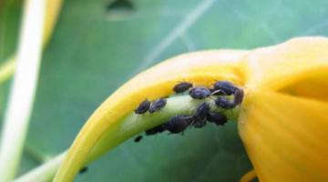 Инсектициды против садовых вредителей