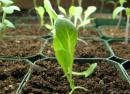 Стимулятор роста растений и его применение